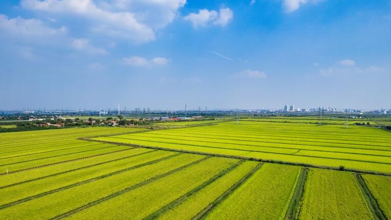 现代农业产业园建设：方案规划与报价解析**