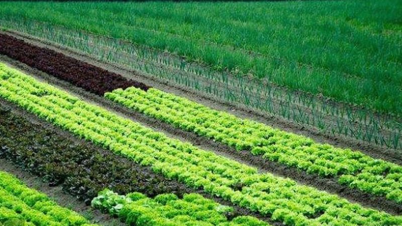 食品企业绿色认证流程解析：从田间到餐桌的绿色守护