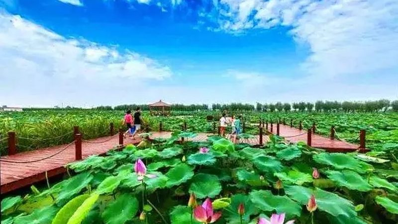 种植合作社保底分红：如何保障农民收益与合作社稳定发展**