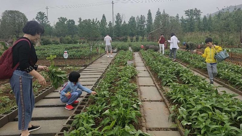大棚骨架加盟代理：政策解读与市场洞察**