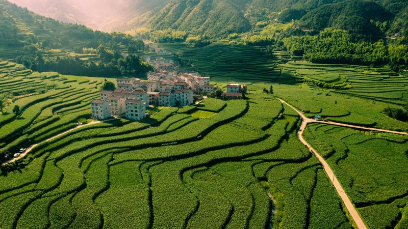 农批市场供应链管理规范：构建高效流通体系的基石**