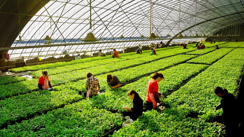 林下经济投资回报率的四个关键变量