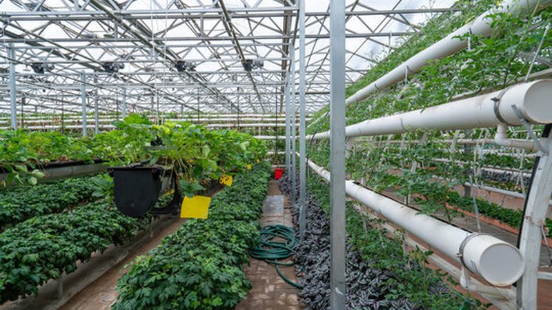 农业合作社申报项目技巧：如何精准把握政策脉搏