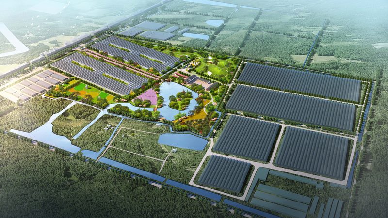 粮食种植合作社：分类与特点解析