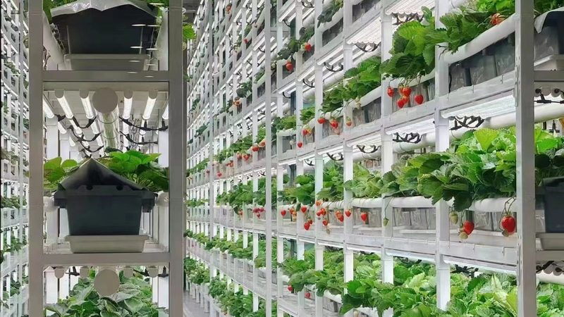 智慧农业项目代理：如何选择与实施